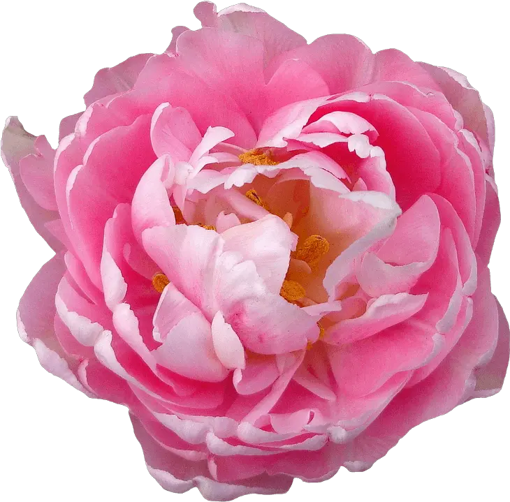 Download Hd Loose Pink Peony Png Transparent Transparent Peony Pink Png Peony Transparent