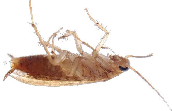 Pest Control Bug Png Cockroach Transparent