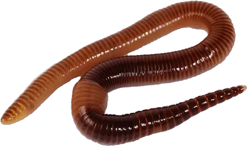 Worms Png Images Free Download Worm Worms Png Worm Png