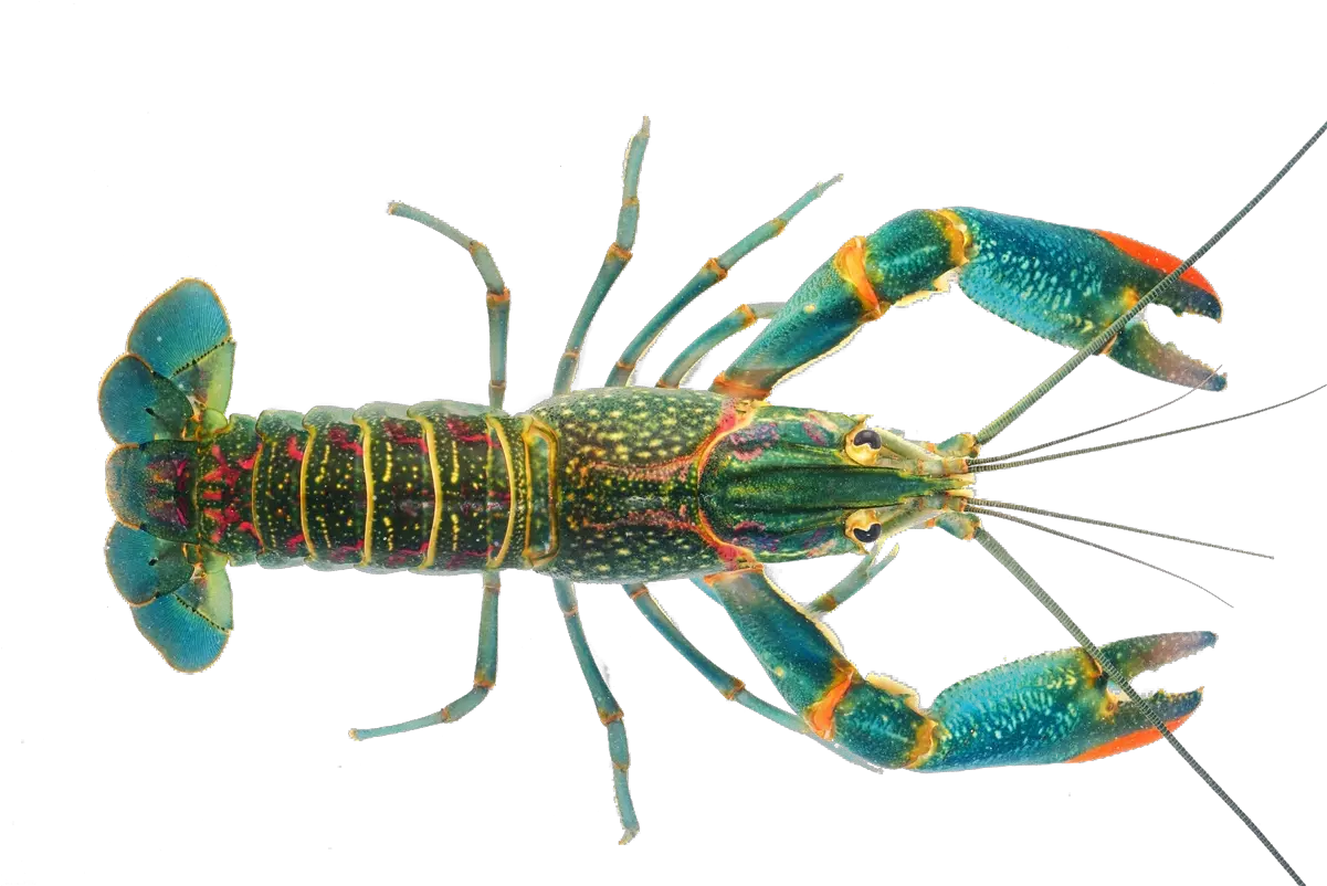 Download Transparent Crayfish Png Redclaw Crayfish Crawfish Png
