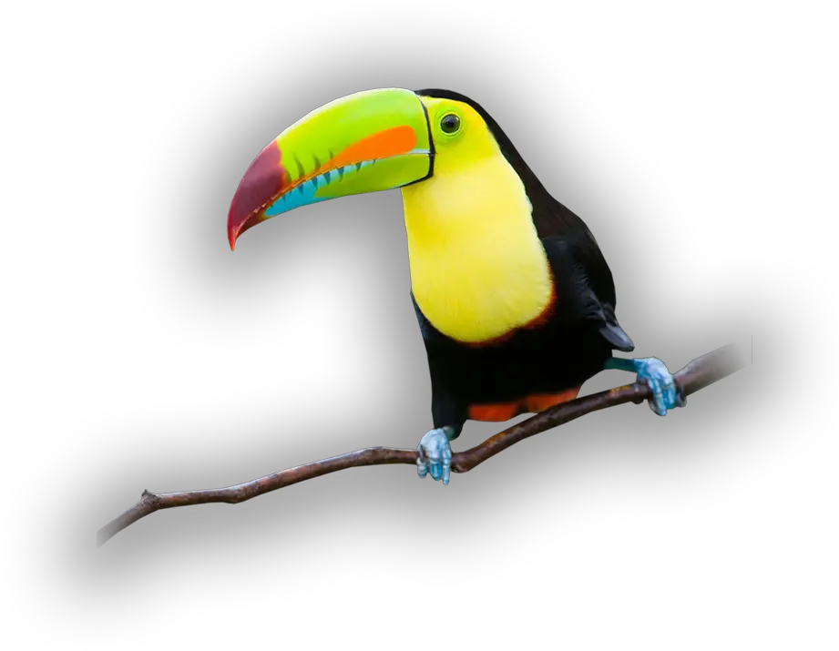 See Touch And Feed Toucan Full Size Png Download Seekpng Toco Toucan Toucan Png