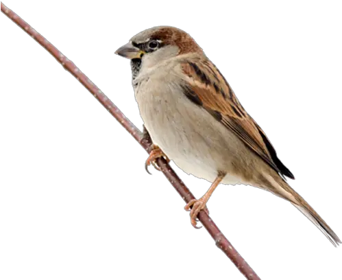 Sparrow Png Transparent Images Sparrow Png Sparrow Png