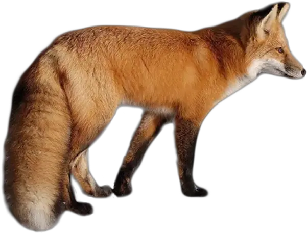 Fox Png Fox Png Fox Png