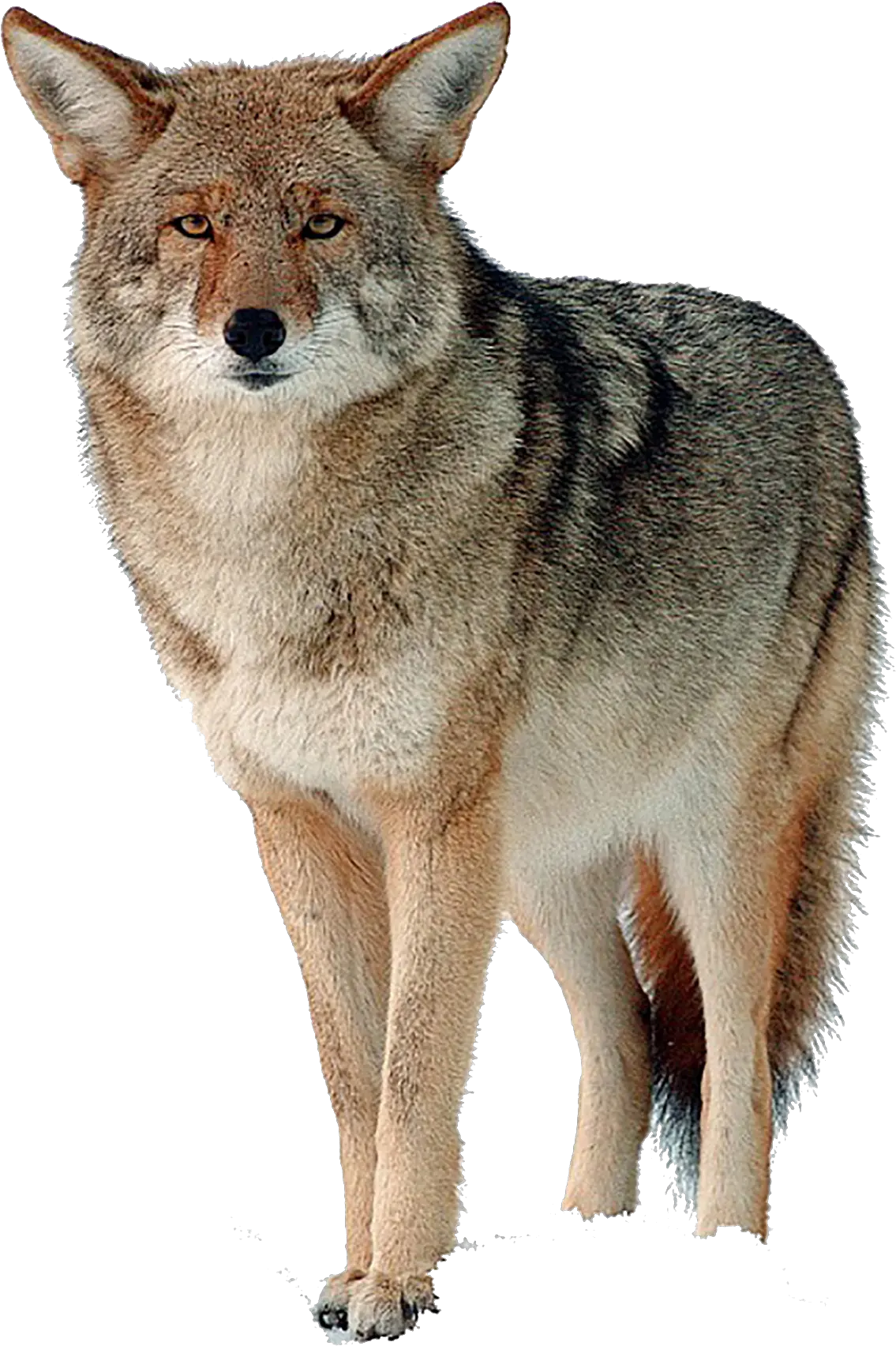 Coyote Png Hd Coyote Png Transparent Coyote Png