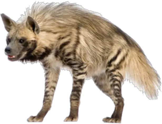 Hyena Vector Png Hd Hyena Png Hyena Png
