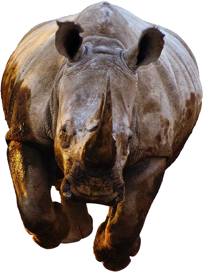 Rhinocéros Png Fond Rhino Front Png Rhinoceros Png
