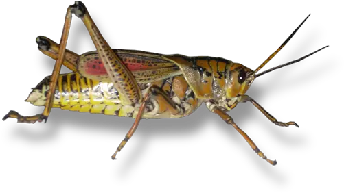 Form Of A Grasshopper Can We Appreciate Png Brown Grasshopper Grasshopper Png