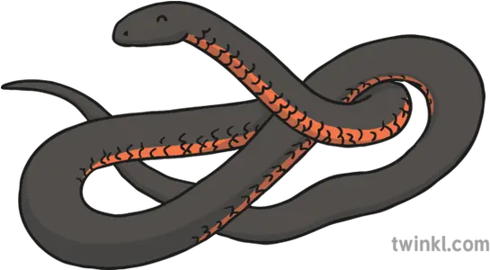 Red Bellied Black Snake Illustration Twinkl Serpent Png Black Snake Png