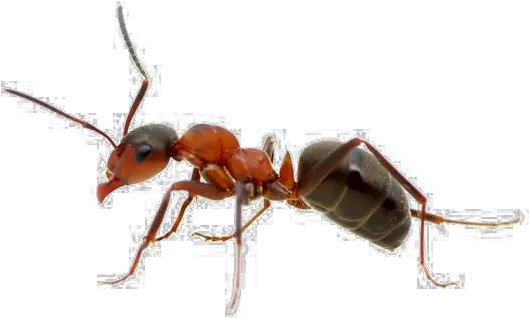 Ant Png Free Download Ant Png Ant Png