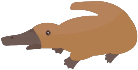 Png Platypus Duckbill Beak Tail Flat Platypus Png Platypus Png