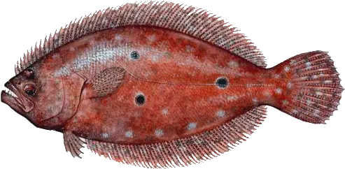 Toowhom Transparent PNG