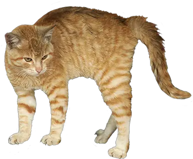 Animal Clip Art Scared Cat Transparent Background Png Cat With Transparent Background