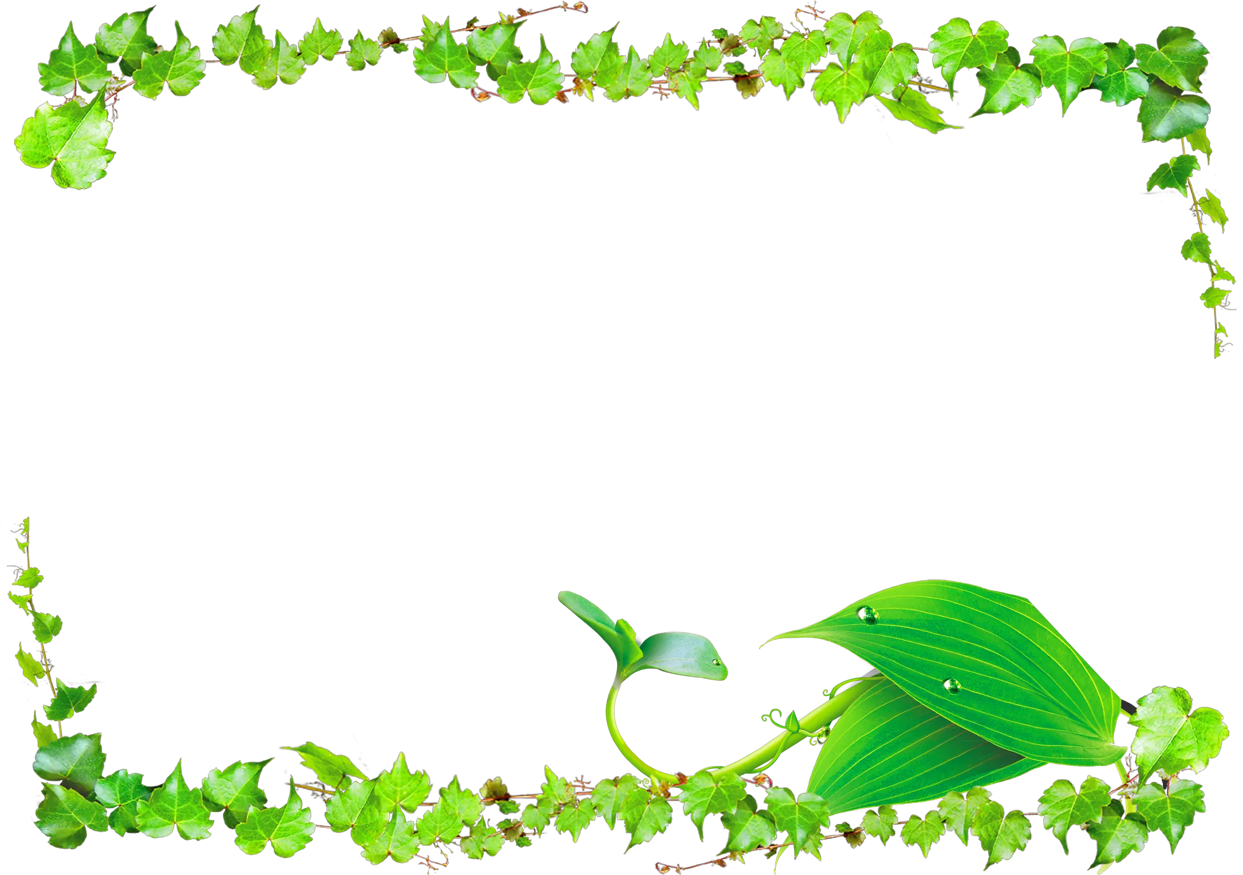Transparent Background Vine Border Png Green Vine Border Png Border Png Transparent png