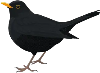 Common Blackbird Blackbird Png Black Bird Png