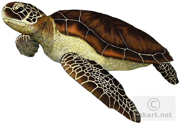 Download Turtlepngtransparentimagestransparent Sea Turtle No Background Png Ridley Png