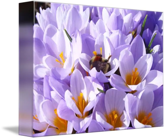 Crocus Flower Honey Bee Art Prints Spring By Baslee Troutman Fine Early Crocus Png Spring Flower Png