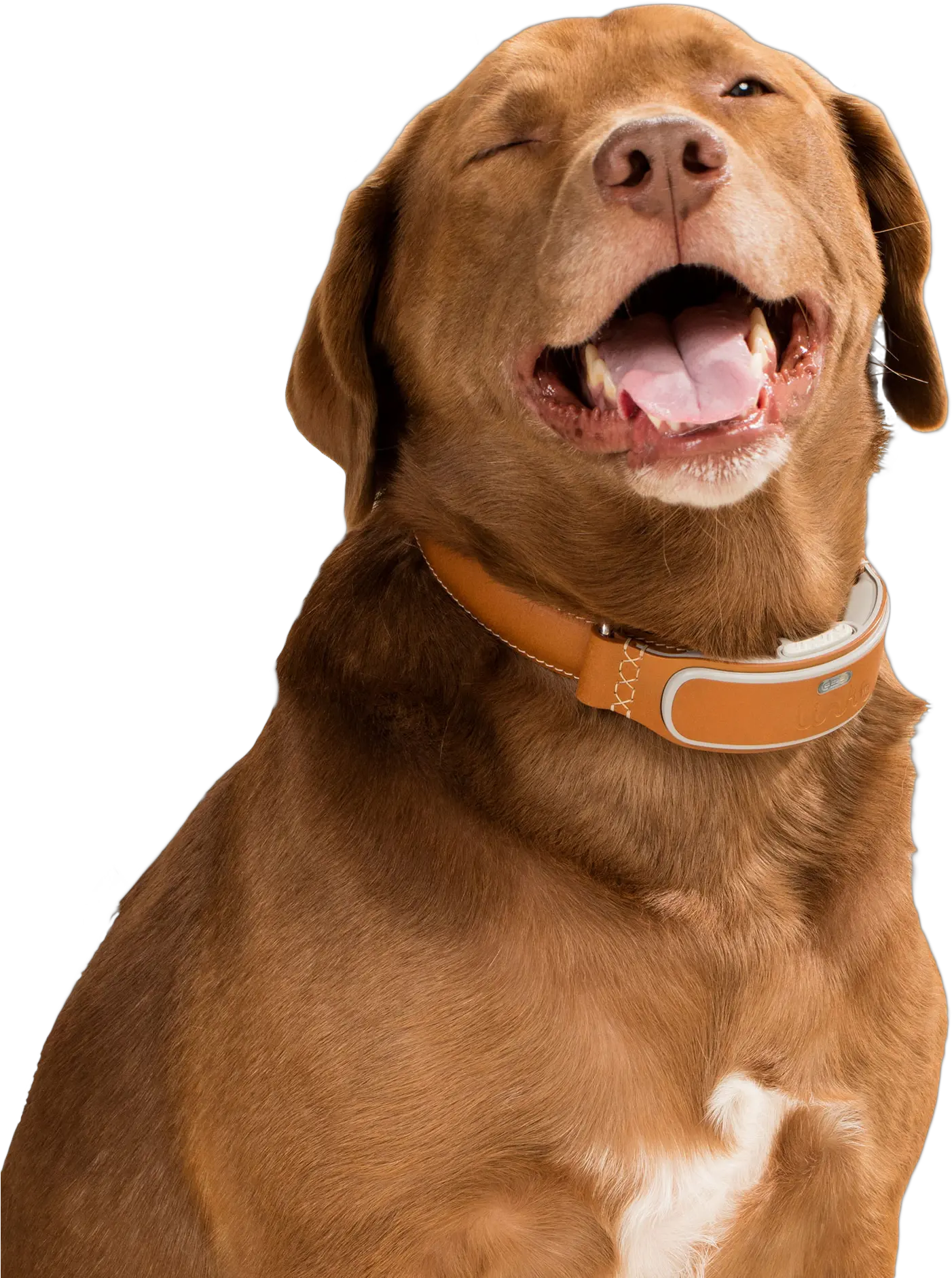 Dog Cat Pet Backup Camera Dogs Png Download 534705 Happy Dog Png Dog Png Transparent png