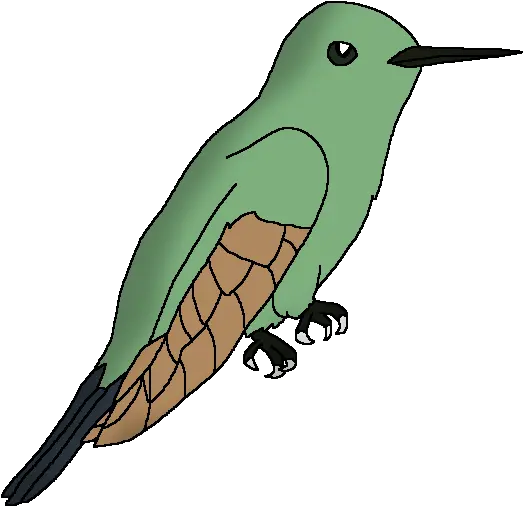 Wildlife Animal Pedia Wiki Illustration Png Hummingbird Png