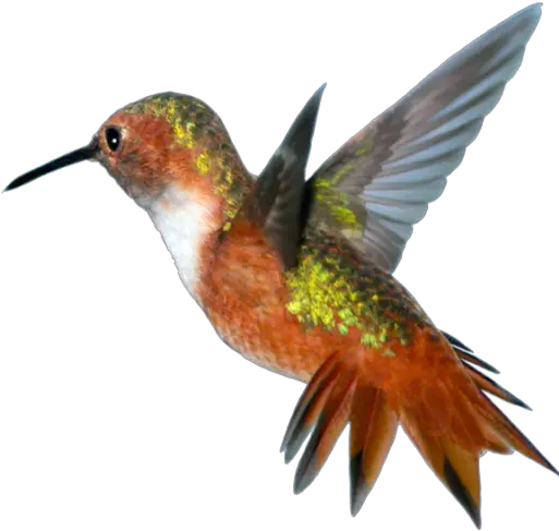 Cropped Hummingbird Png Hummingbird Png