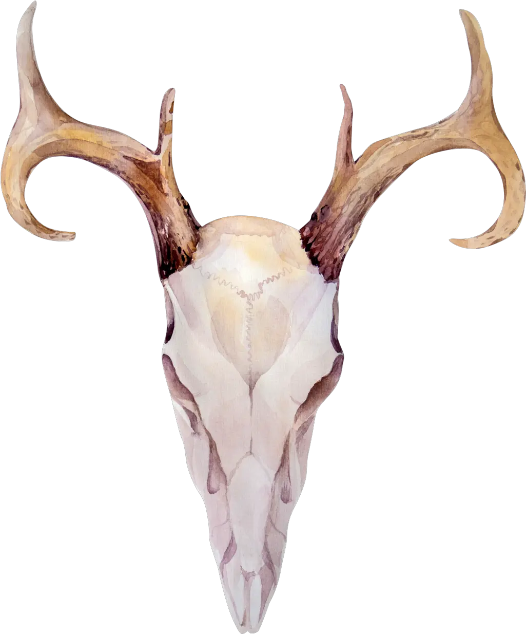 Download This Graphics Is Wood Grain Horns Transparent Elk Bone Png Horns Transparent