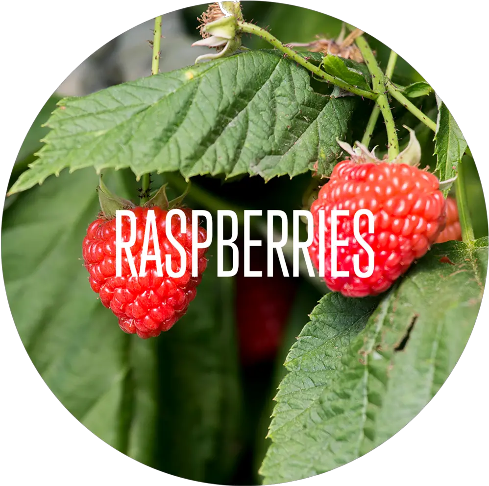 Soloberry U2014 Products Frutti Di Bosco Png Raspberries Png