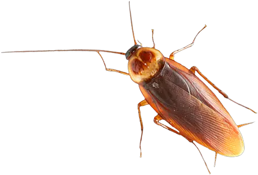 Roach Png Images Free Download Cockroaches Clipart Cockroach Png