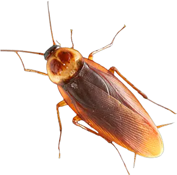Roach Png Images Free Download Cockroach Png Cockroach Png