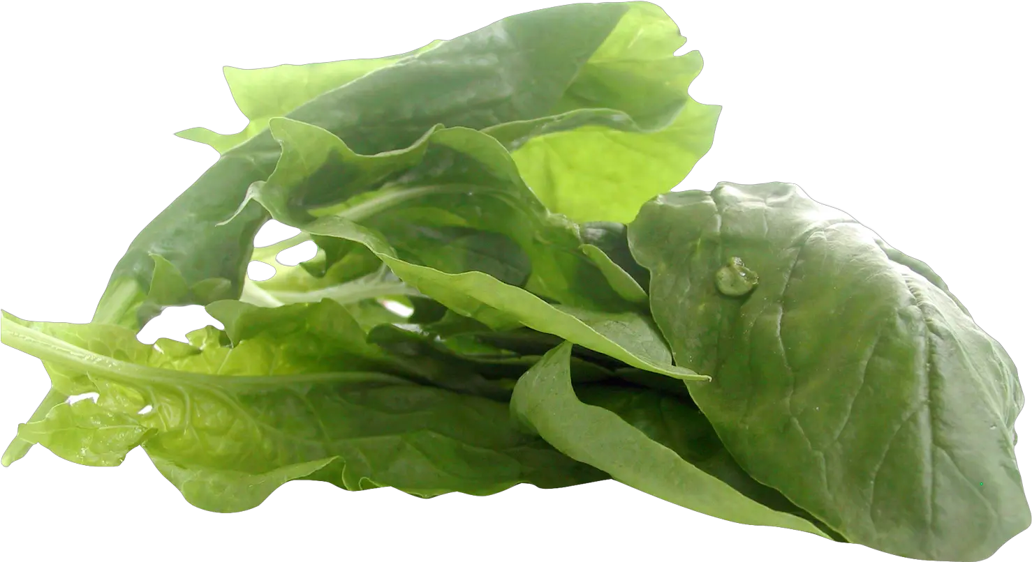 Spinach Png Image For Free Download Foods With Zinc Vegan Spinach Png