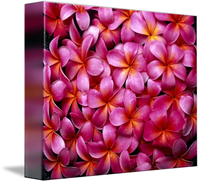Flowers Pink Plumeria Frangipani Frangipani Background Png Plumeria Png