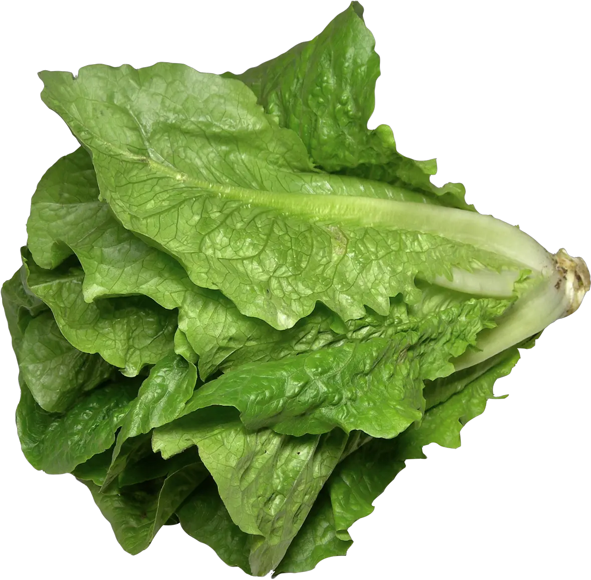 Romaine Lettuce Png Image Iceberg Lettuce Leaf Lettuce Png