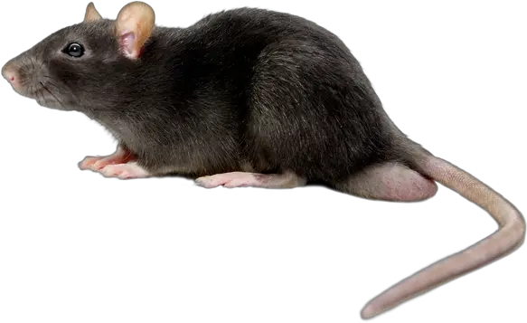 44 Mouse Png Images Are Free To Download Rat Png Mouse Png