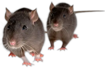 Rat Mouse Png Picture Mice Png Mouse Png