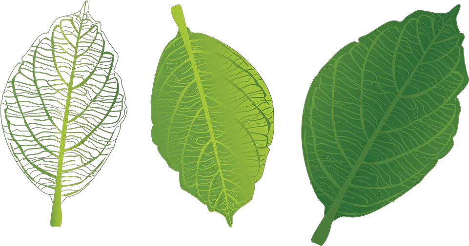 Green Leaf Veins Trang Green Leaf With Veins Png Veins Png