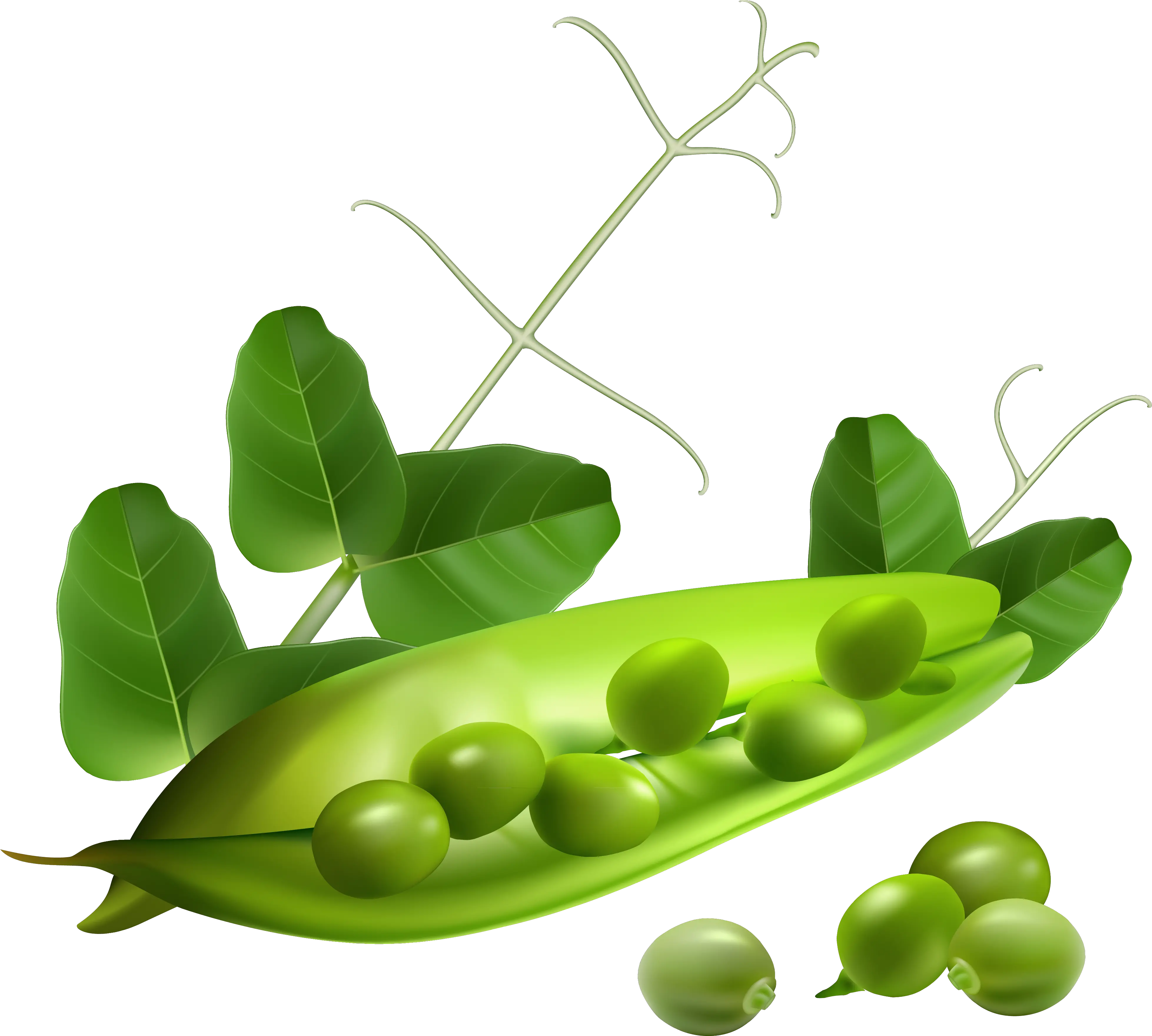 Pea Png Image Without Background Peas Pod Png Pea Png