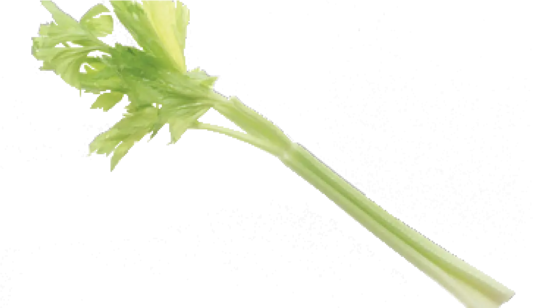 Celery Pick It Try Like Preserve Celery Png Celery Png