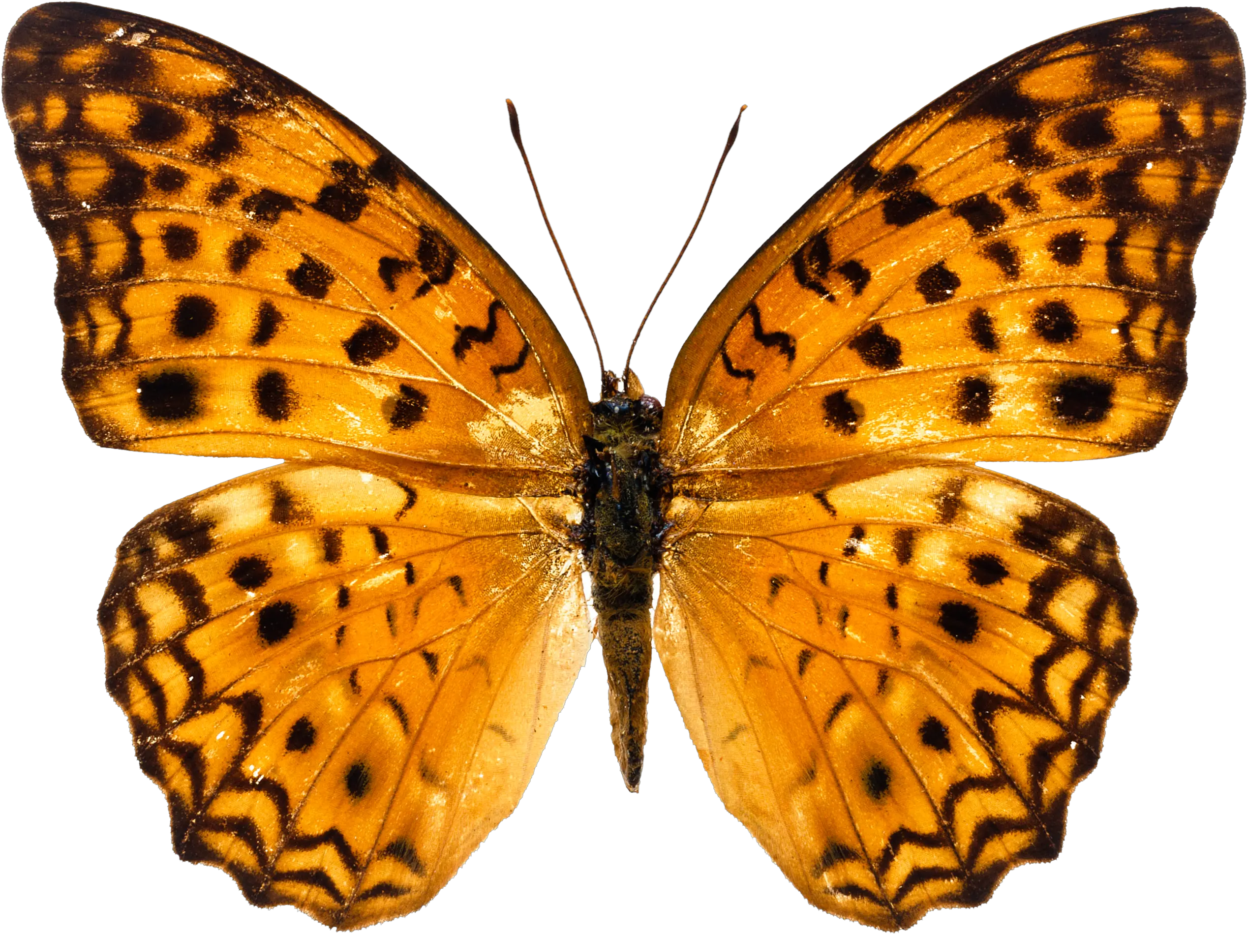 Butterfly Png Image Free Picture Download Orange Sting