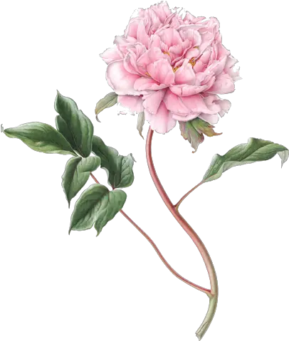 Download Peony Png File Botanical Illustration Peonies Drawing Peony Transparent