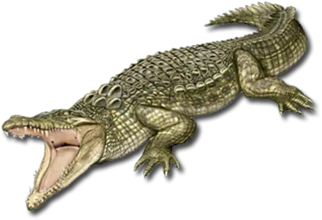 Crocodile Png Images Nile Crocodile Png Crocodile Transparent