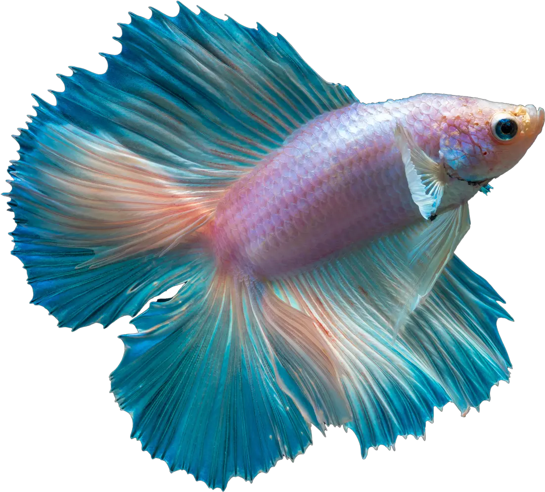 Clip Art Betta Fish In The Wild Betta Fish Transparent Betta Fish Transparent Background Png Fish Transparent Background png