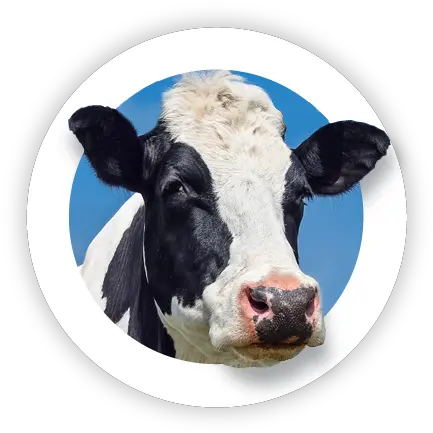 About Us Plexxis Software Software For Construction Cow Png Cow Head Icon