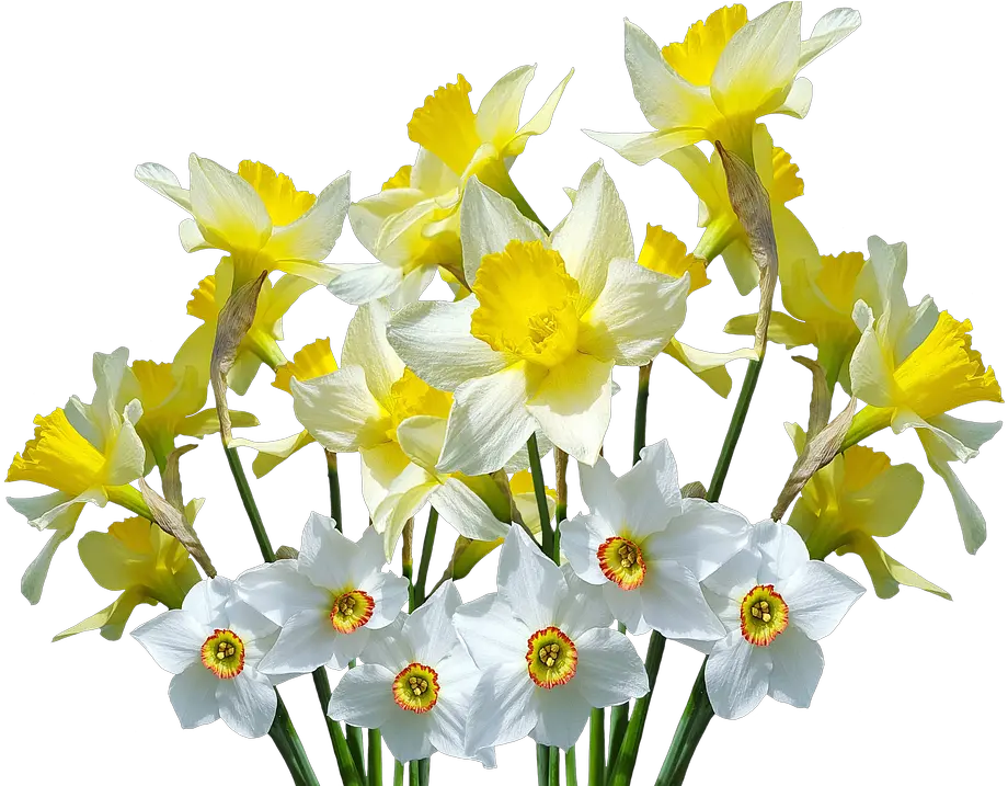Spring Daffodils Osterglocken Daffodil Flower Png Daffodil Png