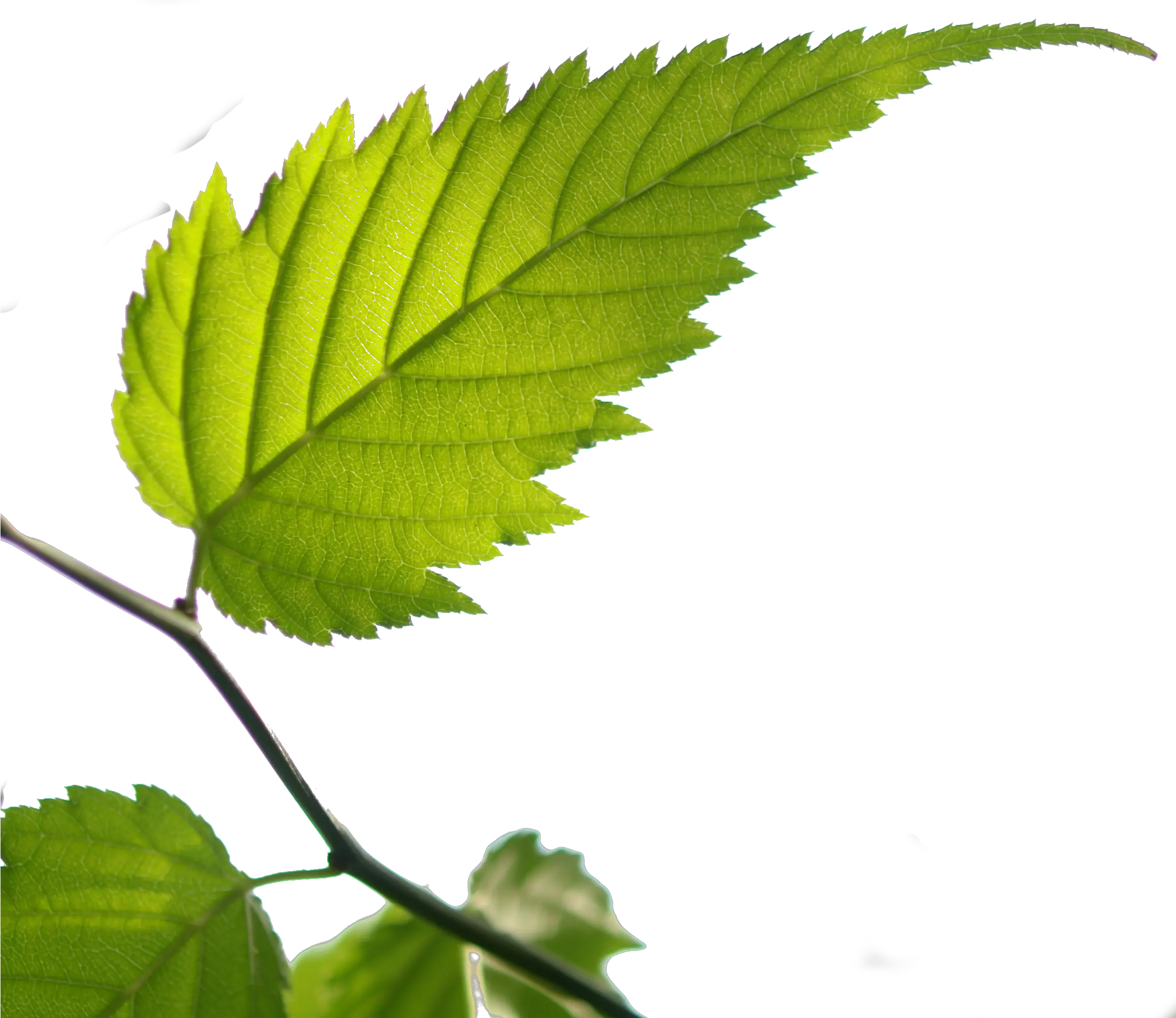 Bgtransp L Kerria Japonica Leaf Kerria Japonica Leaf Png Leaf Png png