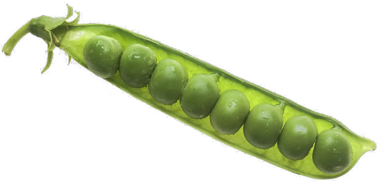 Pea Png Image Background Arts Pea Pod Peas Png