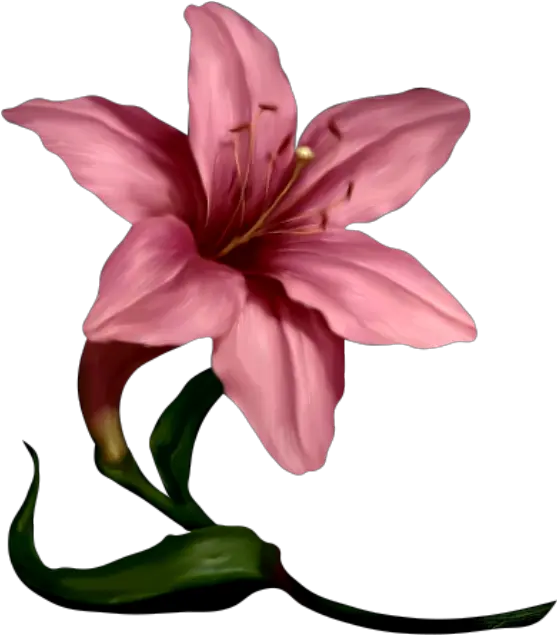 Plant Art Daffodils Lilies Florals Pink Day Lily Clipart Png Florals Png