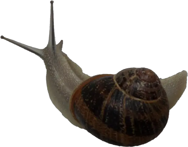 Snail Free Png Image Gastropods Snail Png