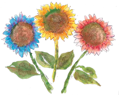 Rainbow Sunflowers Watercolor Sunflowers Rainbow Png Watercolor Sunflower Png