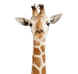 Giraffe Png Cute Twitter Headers Giraffe Giraffe Transparent Background