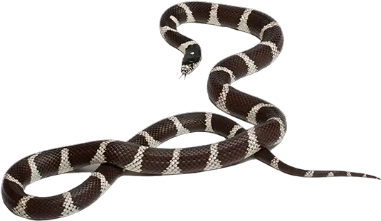 California Kingsnake California King Snake Png Snake Scales Png