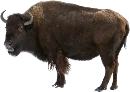 Bison Png 3 Image Buffalo M Bison Png