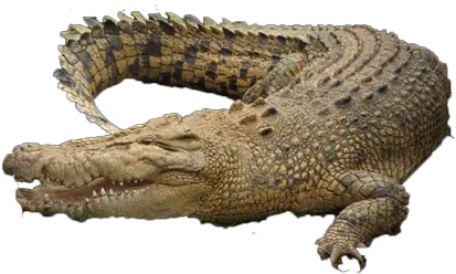 Croc Png Image Chicago Croc Png